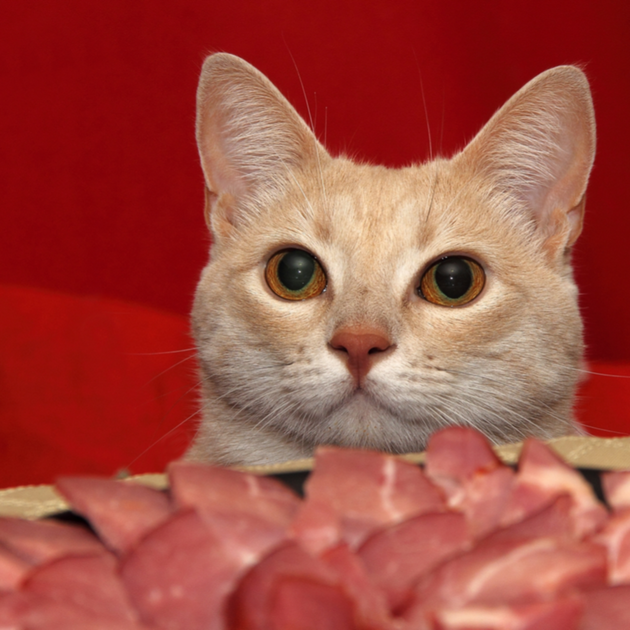 Can cats top eat red meat
