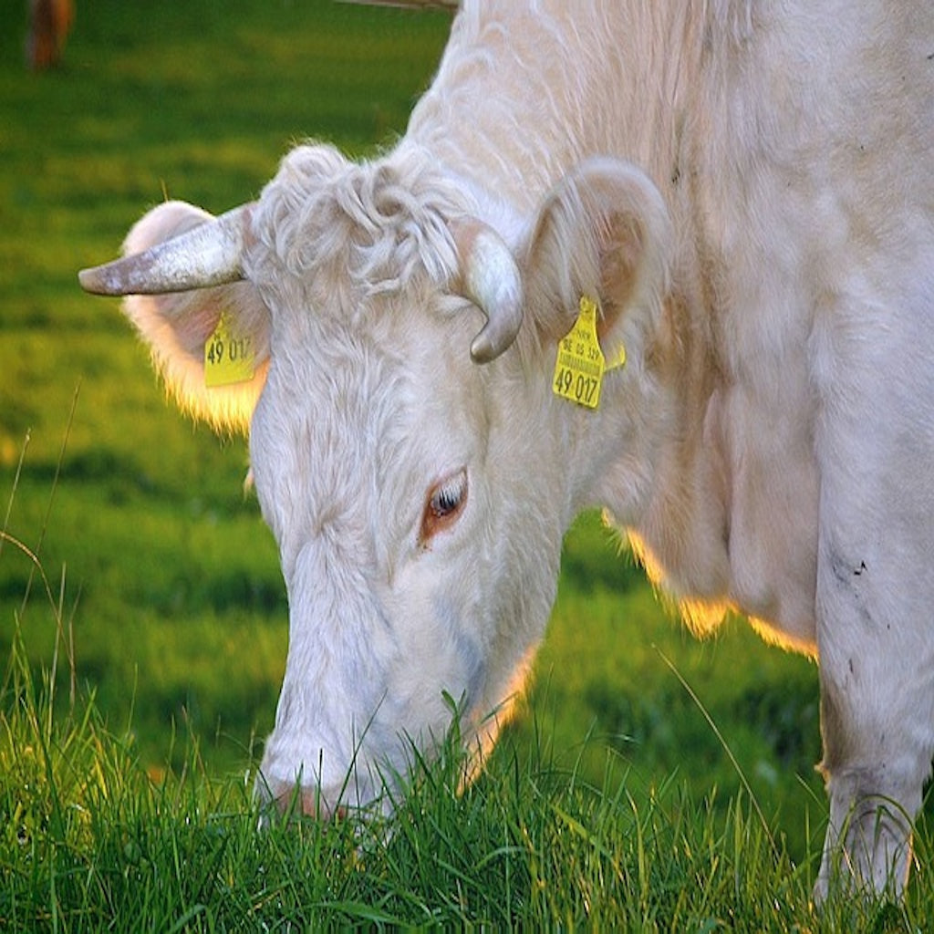 Why Grass Fed Beef Is Good For Your Gut