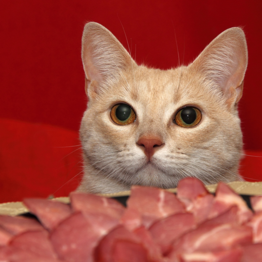 Cats top and beef