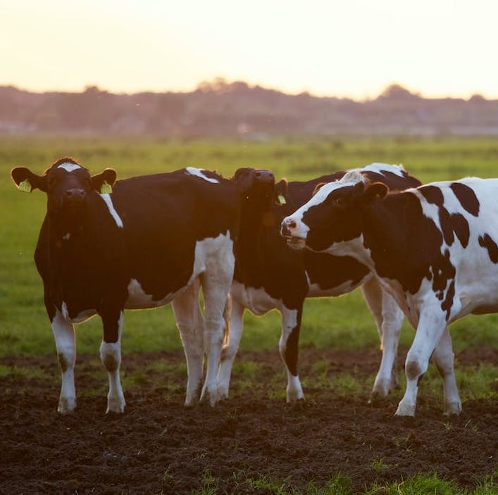 How Cattle Farming Can Help Save the Earth
